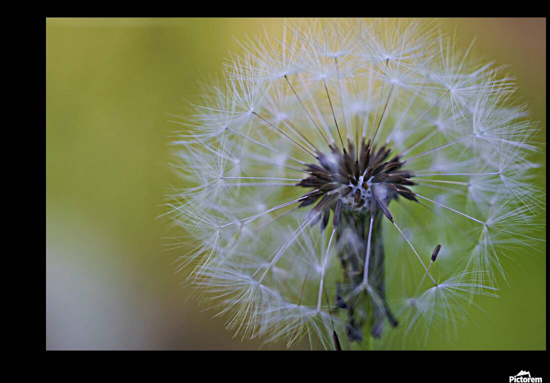 Softly Blushing  Reproduction