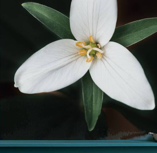 The Lone Bloom: A Study of Solitude in Flora by Bob Wild   Digital Art