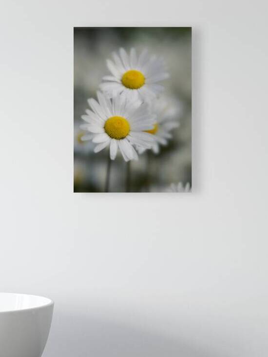 Whispers of Purity”: White Daisies in Soft Focus by Bob Wild   Digital Art