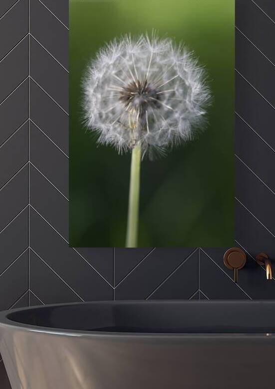 Airborne Wishes: The Enchantment of a Dandelion by Bob Wild   Digital Art