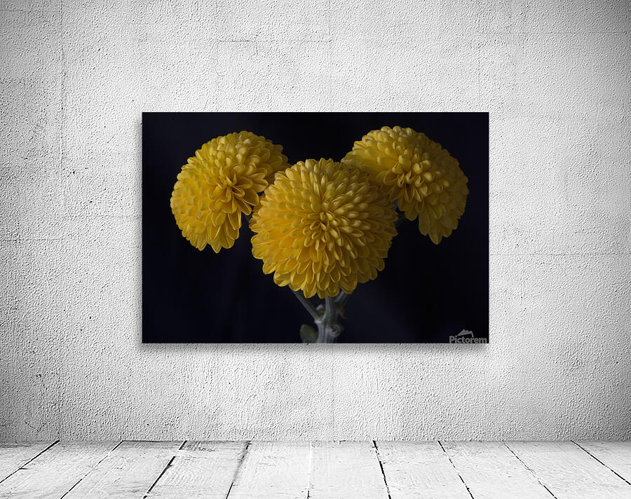 Golden Pompoms Wall Preview