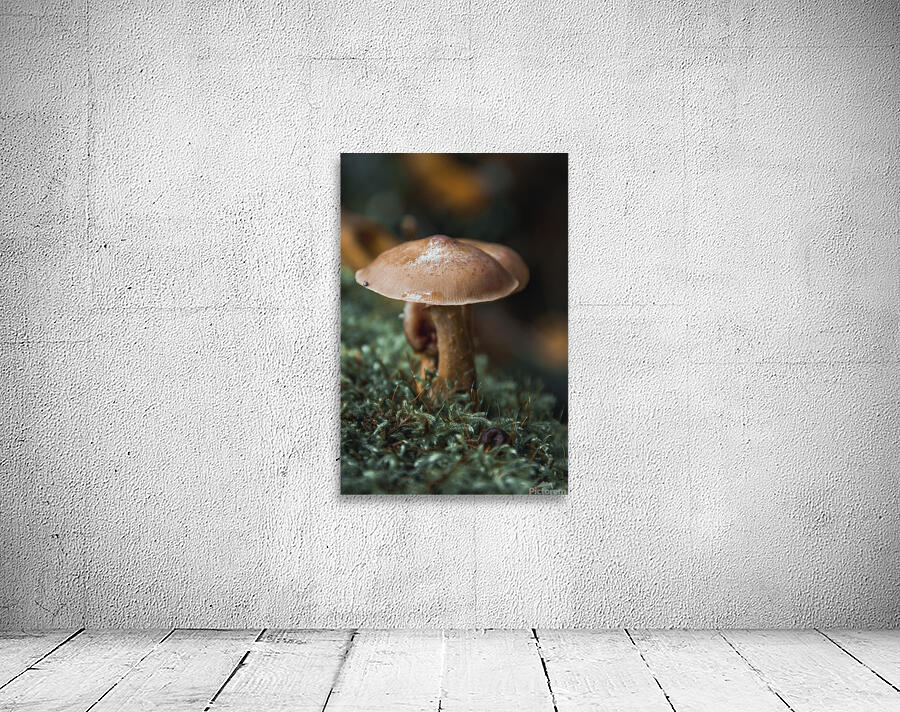 Natures Umbrella  Wall Preview