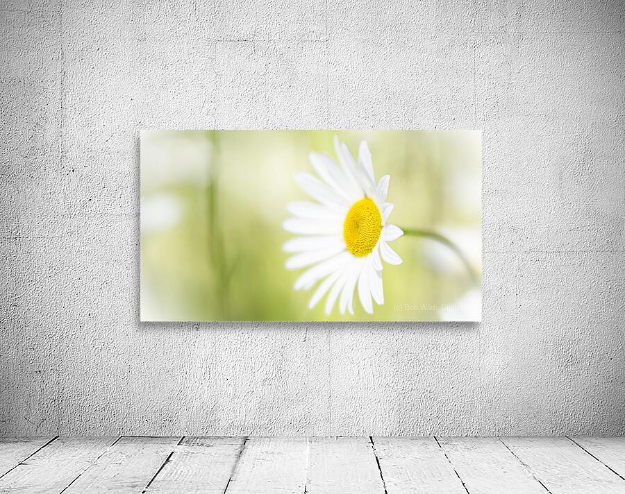 The Subtle Allure of a Simple Daisy Wall Preview
