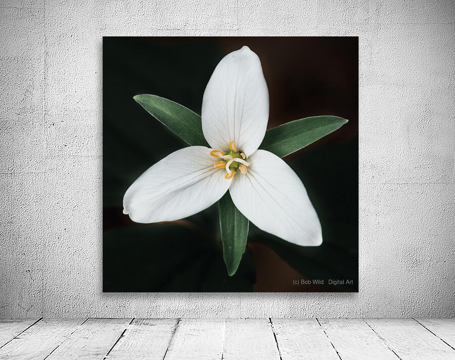 The Lone Bloom: A Study of Solitude in Flora Wall Preview