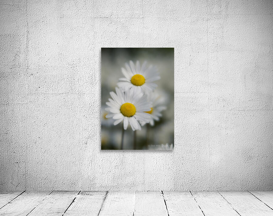 Whispers of Purity”: White Daisies in Soft Focus Wall Preview