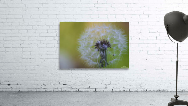 Softly Blushing  Wall Preview