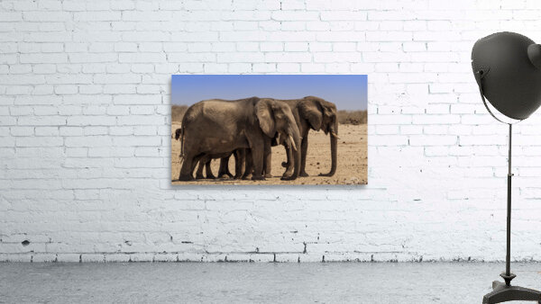 Brothers Roaming Proudly Wall Preview