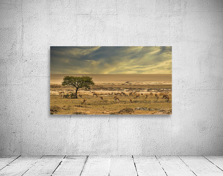Springbok Oasis  Wall Preview