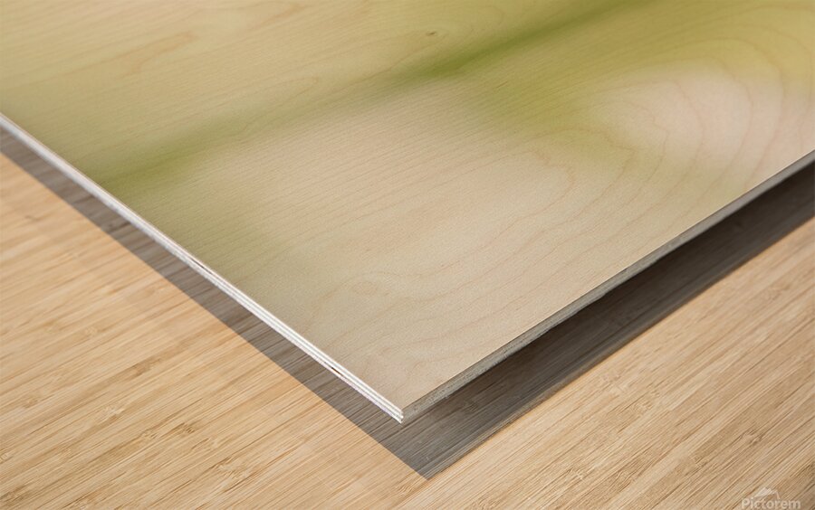 The Subtle Allure of a Simple Daisy Wood print