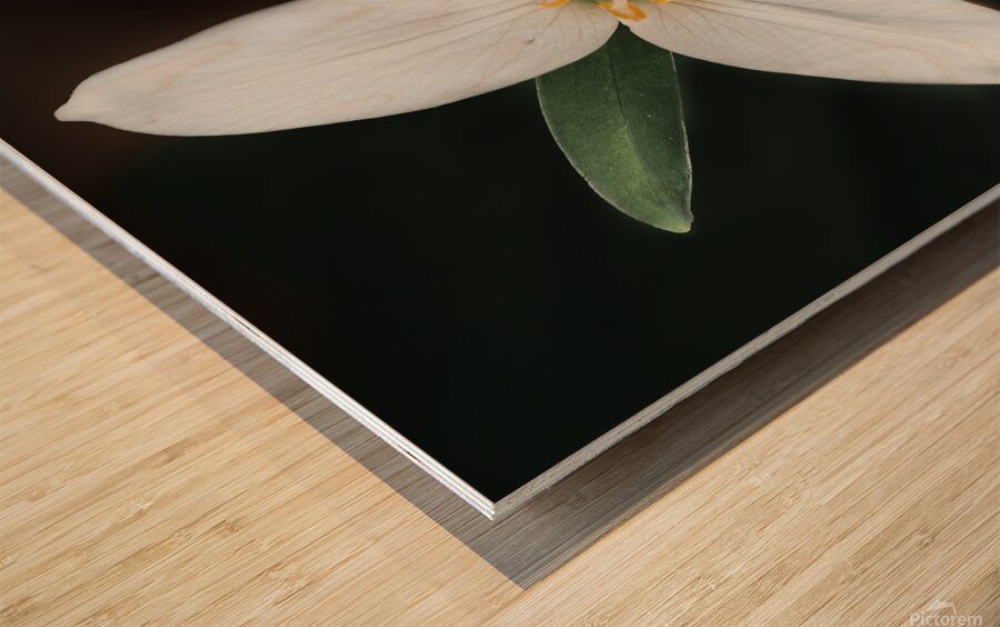 The Lone Bloom: A Study of Solitude in Flora Wood print