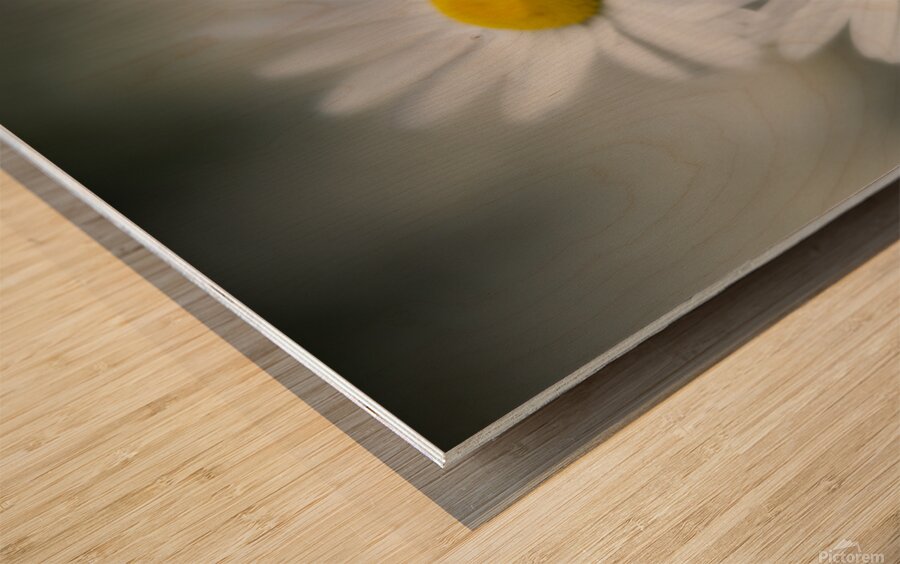 Whispers of Purity”: White Daisies in Soft Focus Wood print