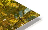 Fall Road Signed HD Metal print