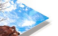 Juniper at Park Ave Signed HD Metal print