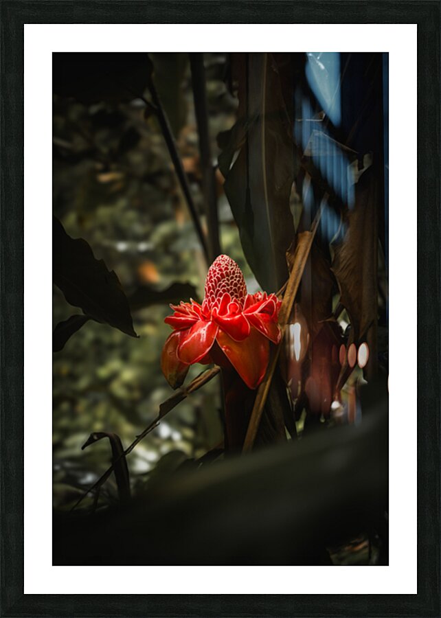Maui Flora  Picture Frame print