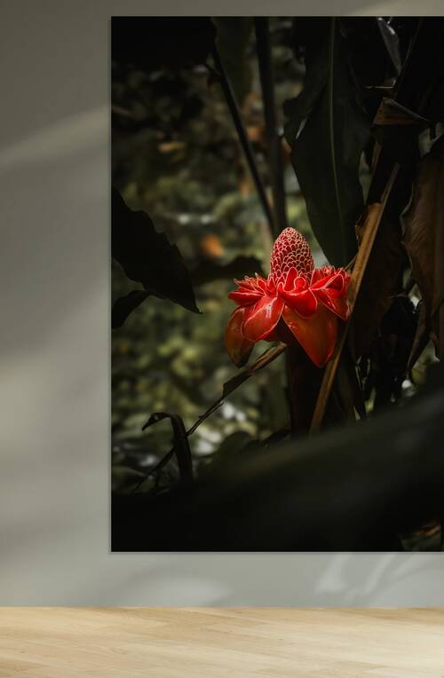 Maui Flora  Reproduction