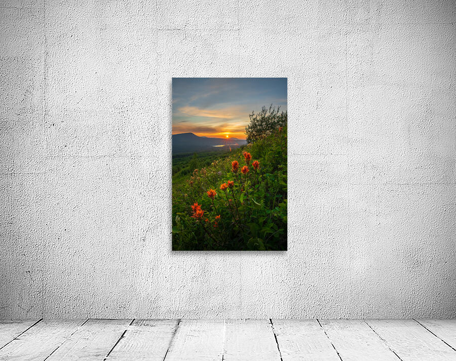 Indian Paint Brush Wall Preview