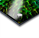 CURIOSITY - GREEN Acrylic print