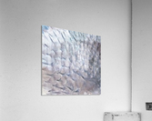 CURIOSITY - WHITE Acrylic Print