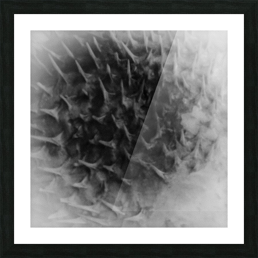 CURIOSITY - SPOT Picture Frame print