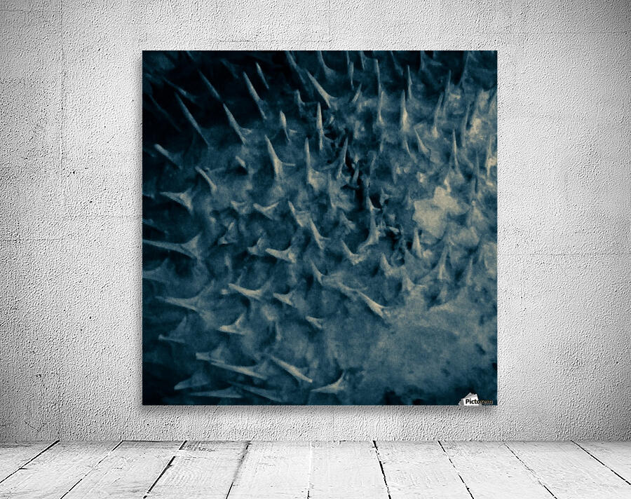 CURIOSITY - TEAL Wall Preview