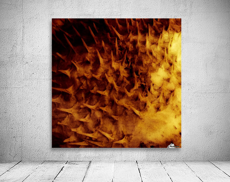 CURIOSITY - ORANGE Wall Preview