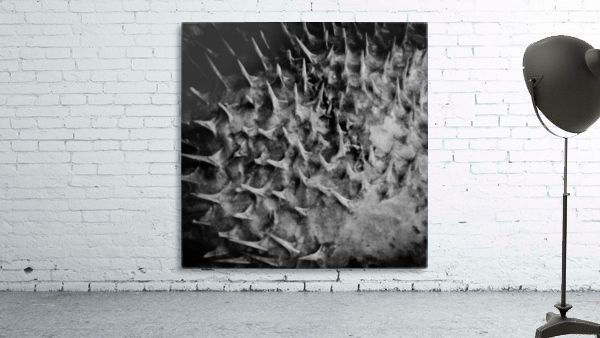 CURIOSITY - DARK Wall Preview