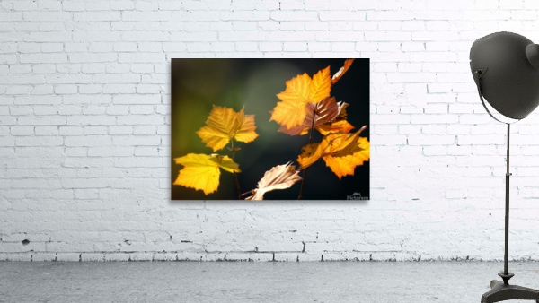 Turning Colors Wall Preview
