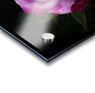 Purple Rose 7 Acrylic print