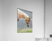 Whisky Acrylic Print
