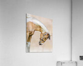 TLP 6702 Acrylic Print