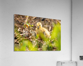 Quin4 8 Acrylic Print