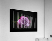 Purple Rose 7 Acrylic Print
