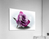 Purple Rose 9 Acrylic Print
