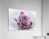 Purple Rose 1 Acrylic Print