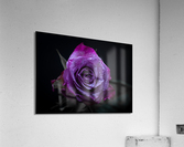 Purple Rose 3 Acrylic Print