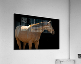 TTF Fall 8 Acrylic Print