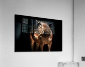 Benny 6 Acrylic Print