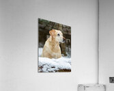 WelkerPaint Acrylic Print