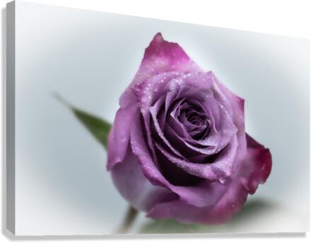 Purple Rose 1 Canvas Print