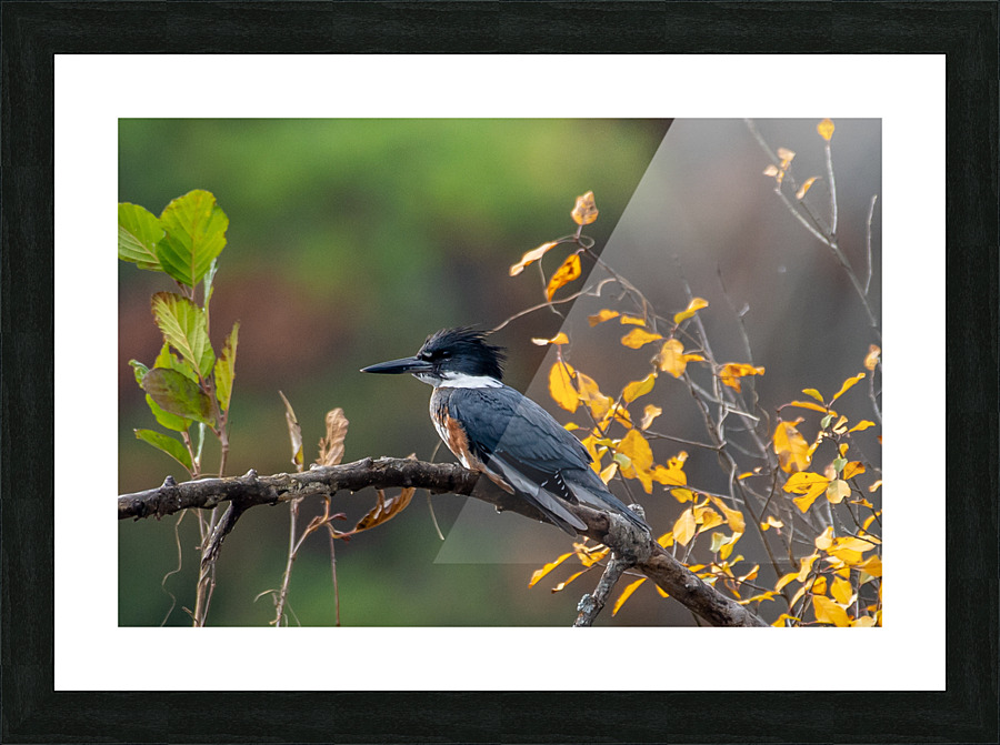 DSC 3223 Picture Frame print