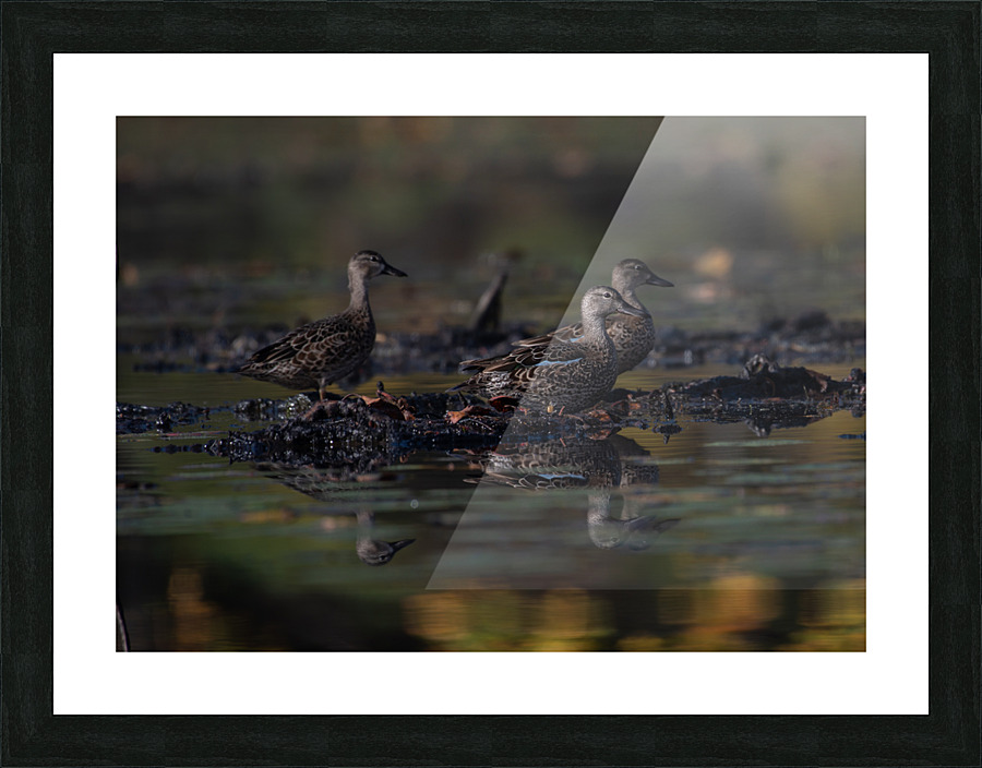 TLP 2019 Picture Frame print
