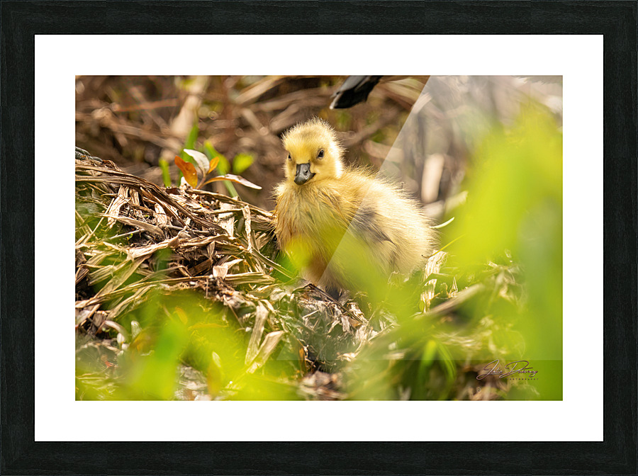 Quin4 8 Picture Frame print