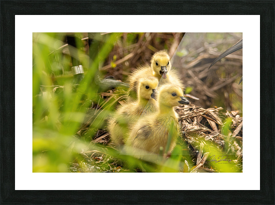 Quin4 10 Picture Frame print