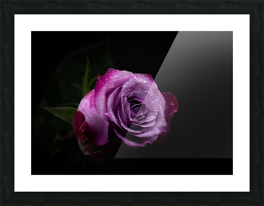 Purple Rose 7 Picture Frame print