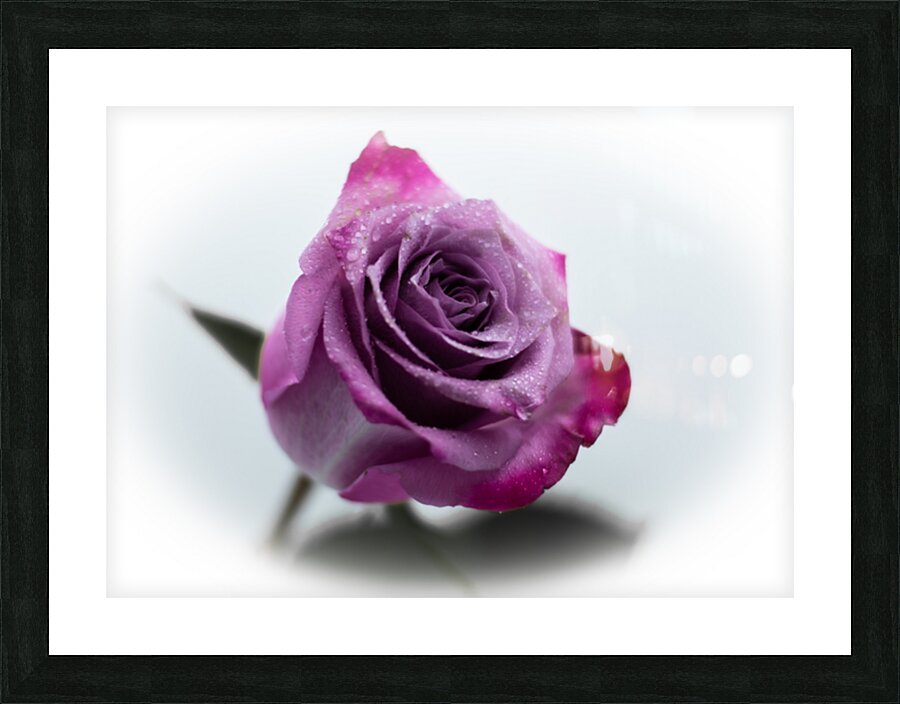 Purple Rose 9 Picture Frame print