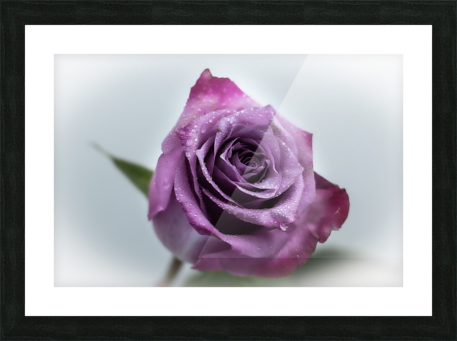 Purple Rose 1 Picture Frame print