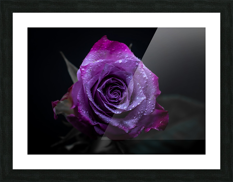 Purple Rose 3 Picture Frame print