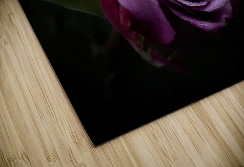 Purple Rose 7 Cloud Nine Photography puzzle