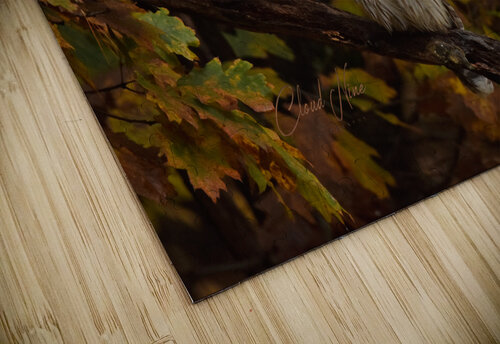 20221014  AAK3408 Cloud Nine Photography puzzle