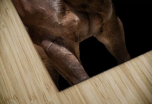 Benny 5 Cloud Nine Photography puzzle